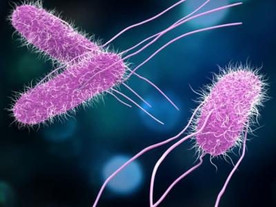Salmonella