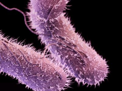Salmonella