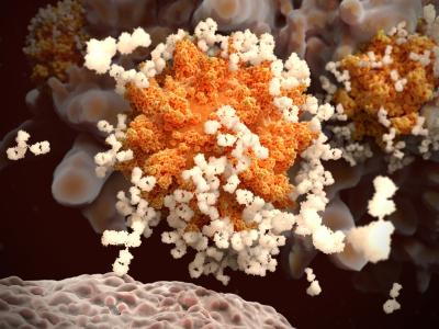 SARS-CoV-2 antibodies
