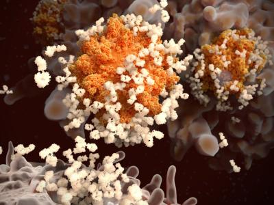 SARS-CoV-2 antibodies attacking viruses