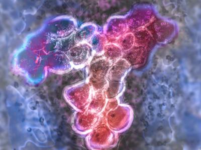 SARS-CoV-2 antibody
