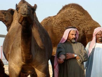 Saudi camel farm