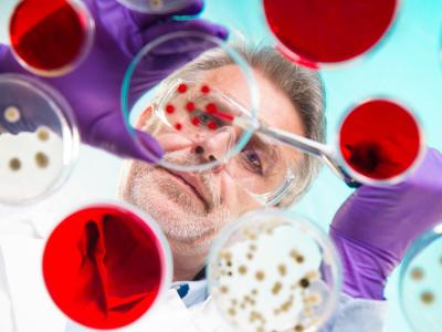 Scientist with bacteria cultures