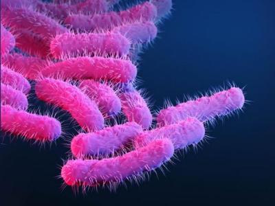 Shigella bacteria