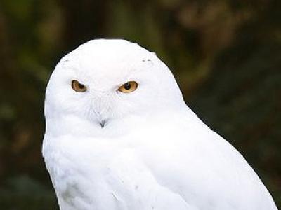 Snowy owl