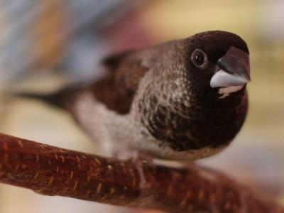 Society finch