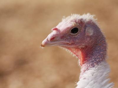 Turkey