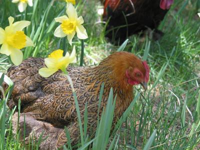 Chicken