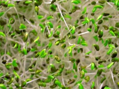 Sprouts