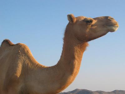 Stately camel