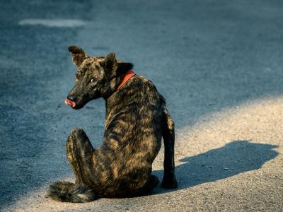 Dog on the street