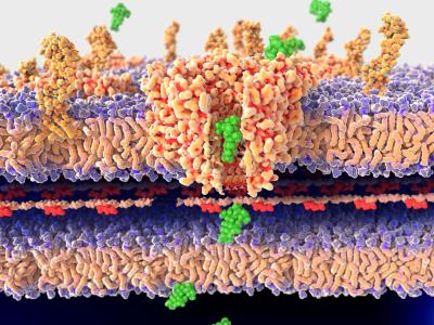 Streptomycin passing the bacterial wall