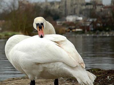 Swans and Windsor Castle
