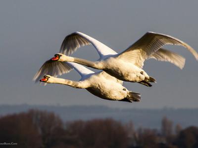 Swans in flight