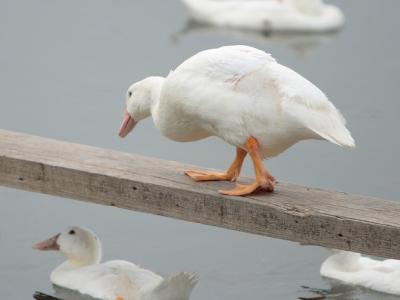 Taiwan ducks