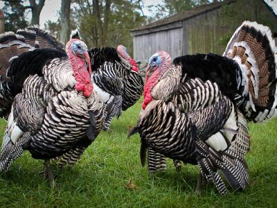 Turkeys