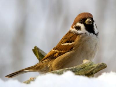 tree sparrow