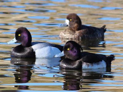 Tufted duck