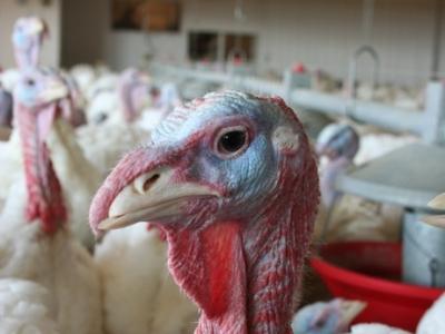 Turkey in barn