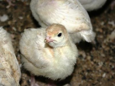 Turkey chicks