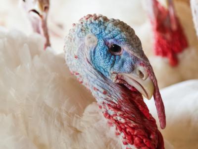 Turkey close-up