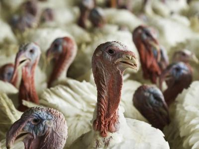 Turkeys on a farm