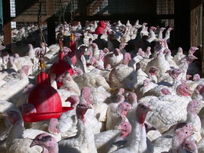 Farm turkeys