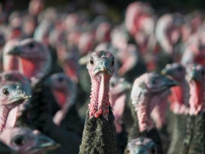 Turkey flock