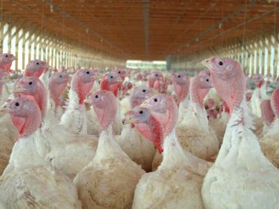 Turkey flock in barn