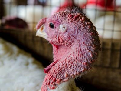 Turkey in barn