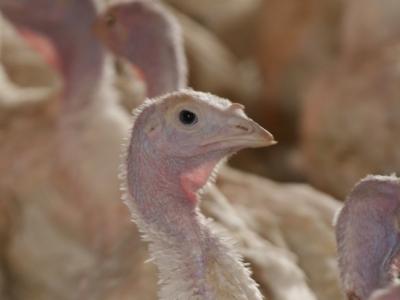 Turkeys in barn