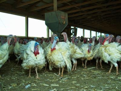 Turkey barn
