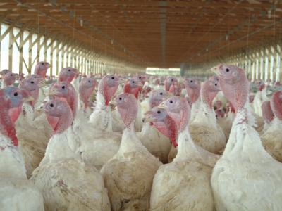Turkey flock in farm building