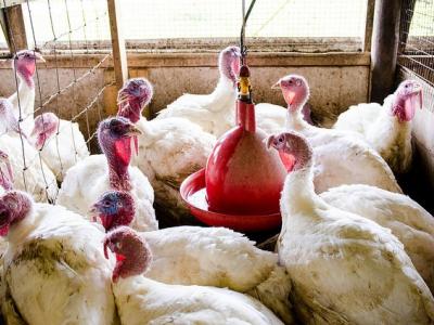 Farm turkeys