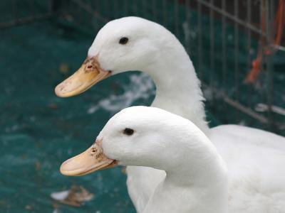 Two white ducks