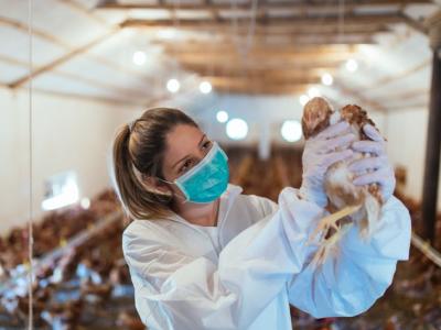 Veterinarian and chicken