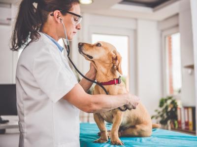 Veterinarian examining dog