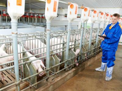 Veterinarian examining pigs