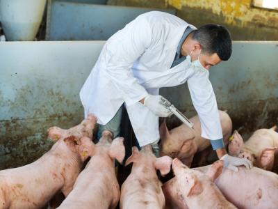Veterinarian administering drugs to pigs