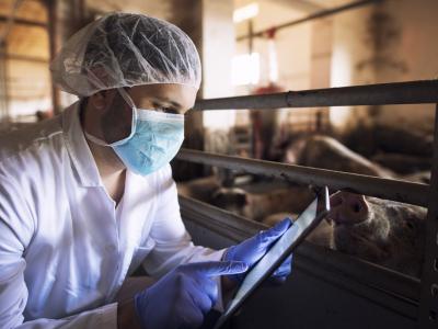 Veterinarian checking pigs