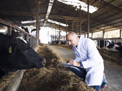 Veterinarian in cattle barn