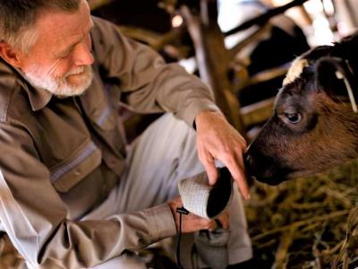 Veterinarian with calf