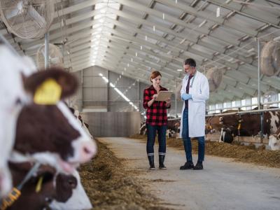 Veterinarians in dairy barn