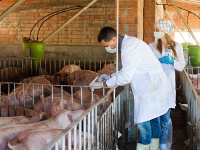 Veterinarians injecting pigs