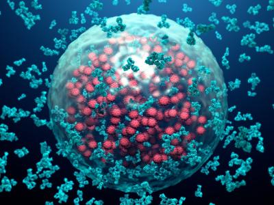Virus antibodies