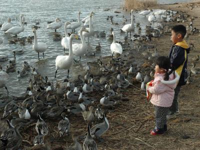 Waterfowl and kids
