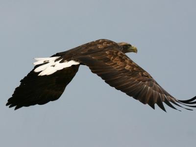 White-tailed eagle