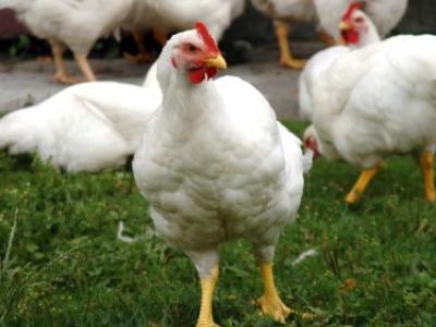 White chickens