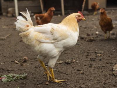 white chicken