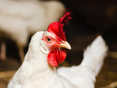 Chicken on farm